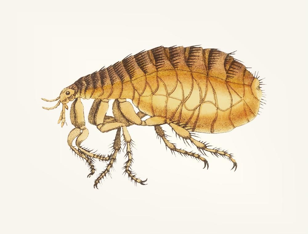 ilustracja pchły