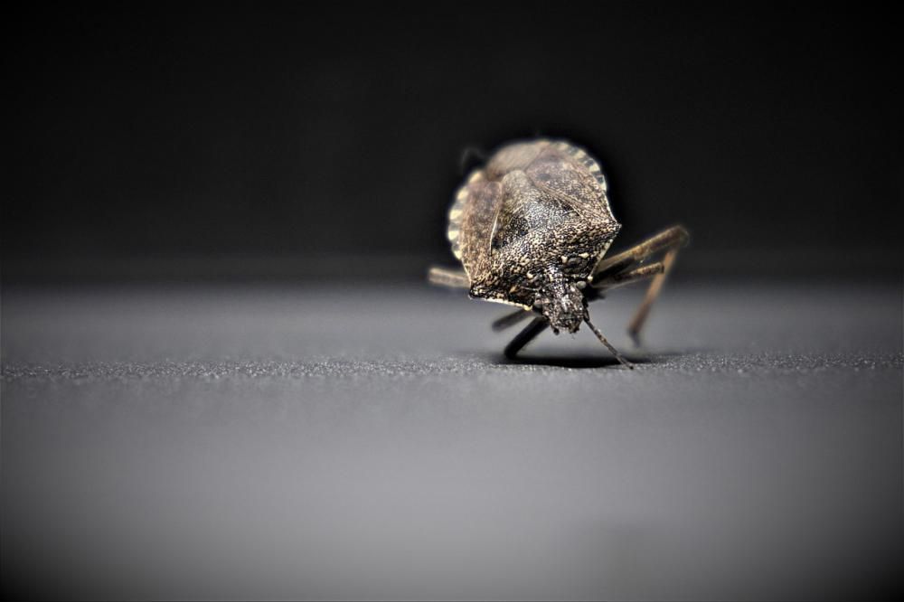 pluskwa domowa makro