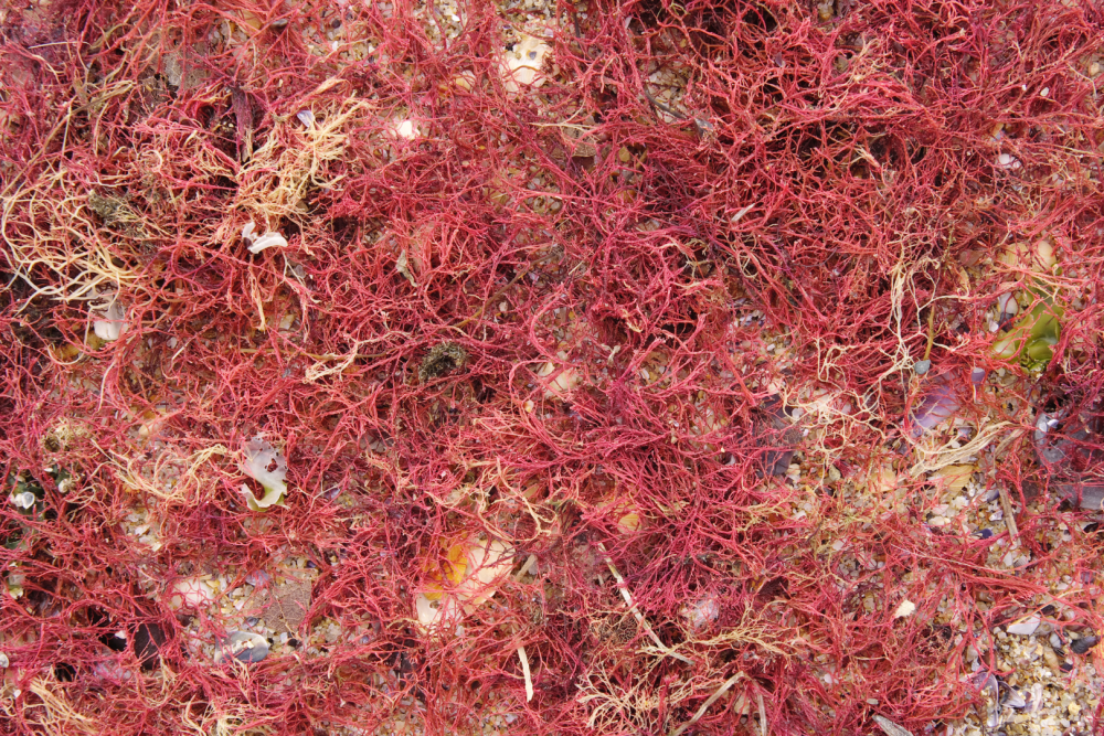 Astaksantyna