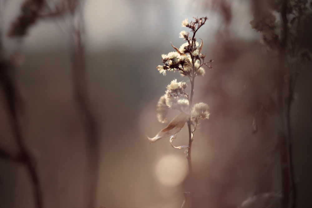 Zbliżenie na kwitnącą roślinę z drobnymi, puszystymi kwiatami w jesiennym krajobrazie – pyłki unoszące się w powietrzu.