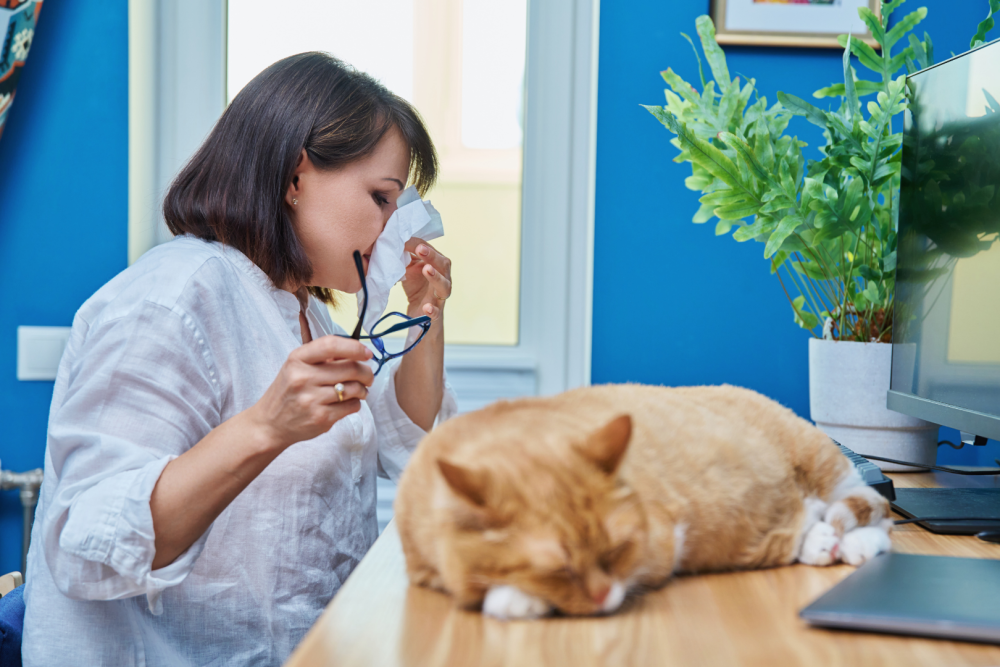 Osoba w białej koszuli trzymająca chusteczkę i okulary przy biurku, na którym leży rudy kot