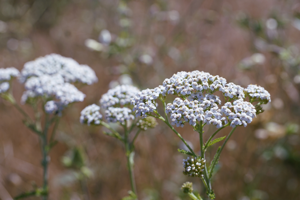 Dziko rosnące kwiaty krwawnika pospolitego na tle łąki