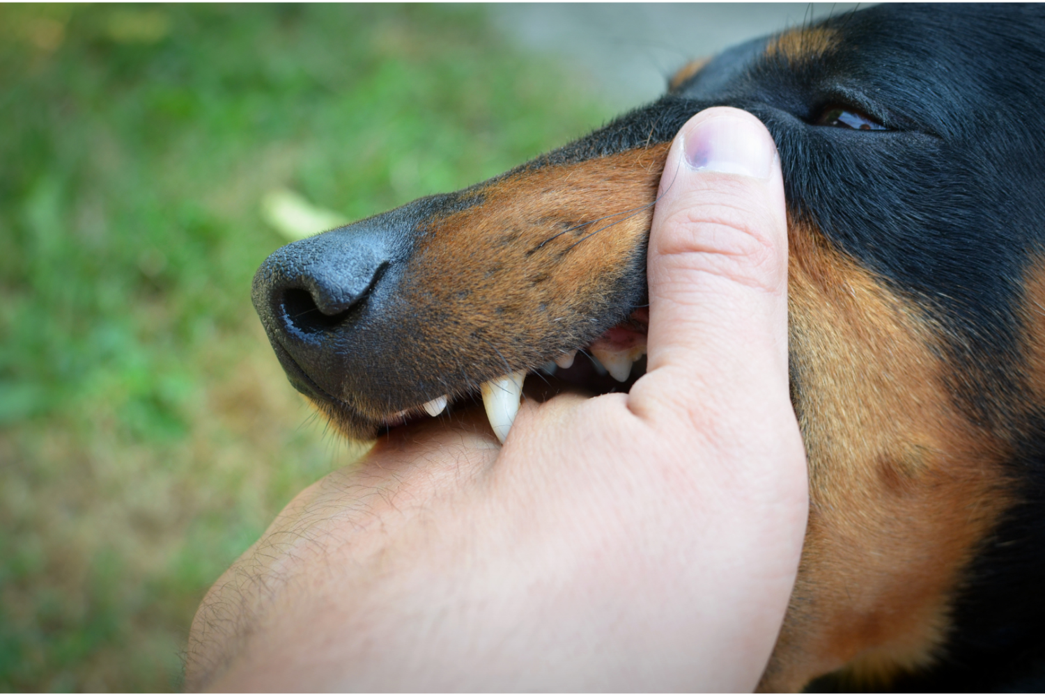 Zbliżenie na pysk psa, dłoń unosi pysk, aby pokazać zęby i jamę ustną zwierzęcia, w tle rozmyta zieleń