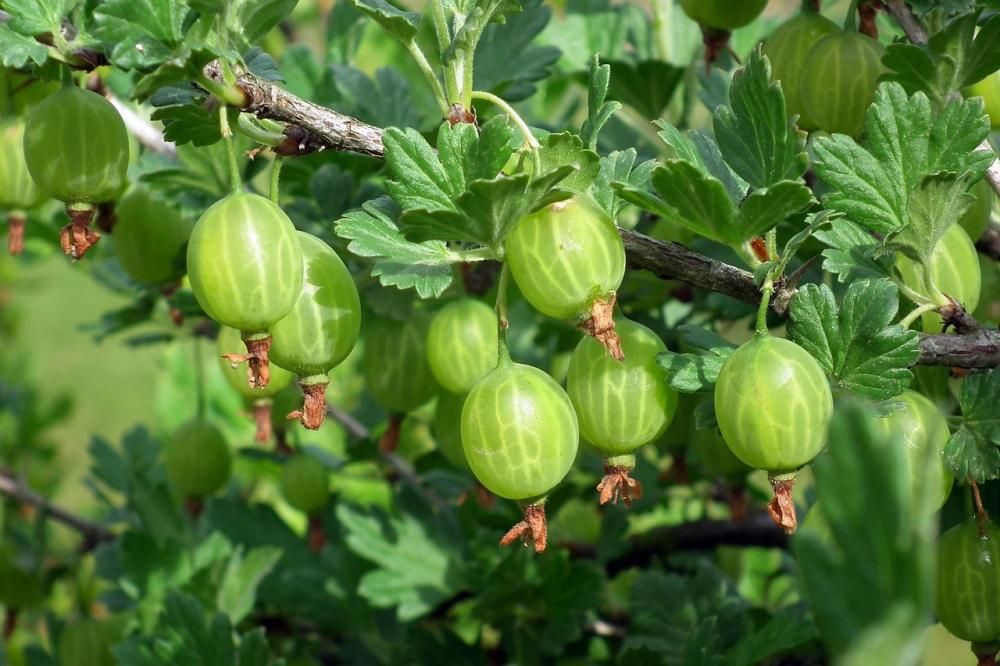 owoc agrestu na zielonym krzaku