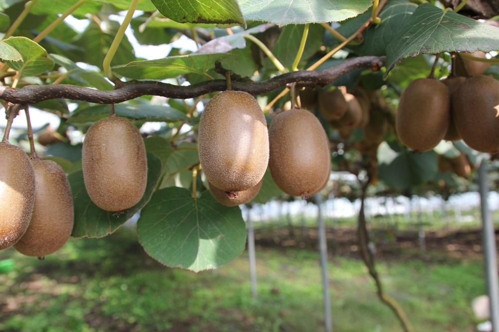 owoce kiwi na gałęzi