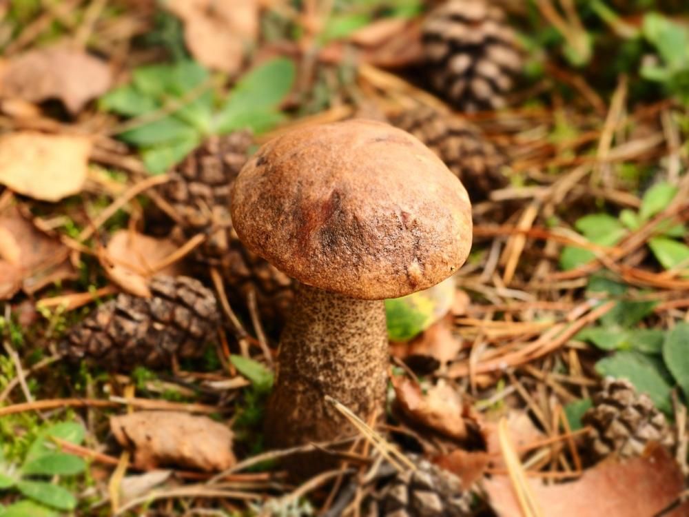grzyb kozak zdjęcie w lesie