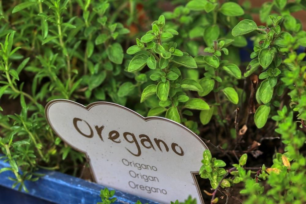 oregano w doniczce 