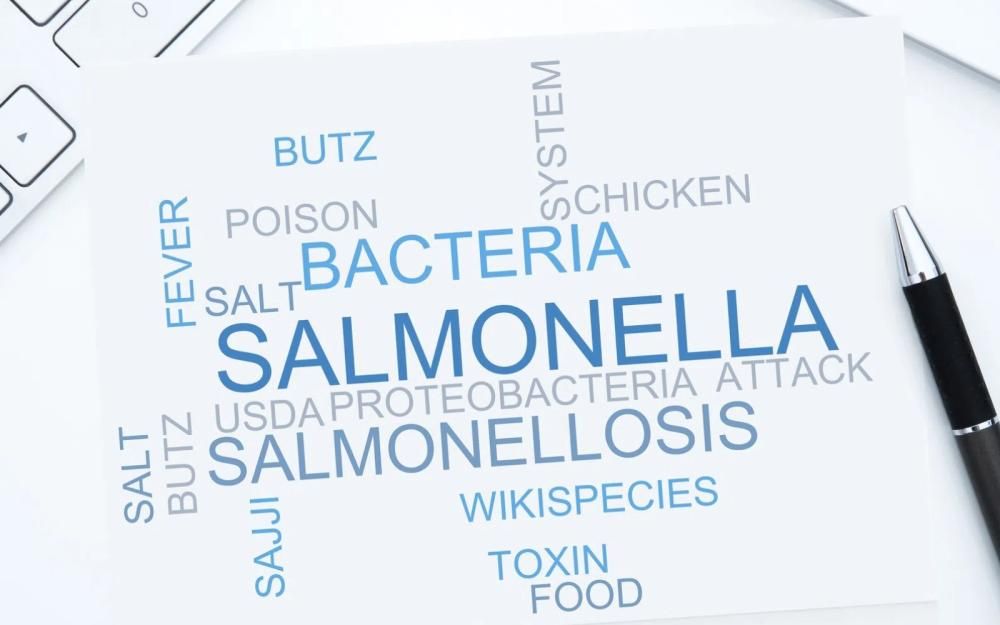 Napis salmonella na kartce