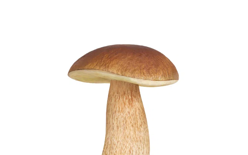 grzyb