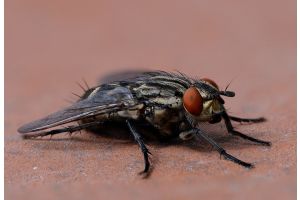 mucha końska wielka czarna zdjęcie makro