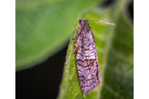 mol w skali macro na zielonym listku 