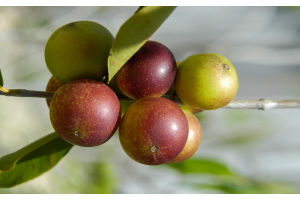 Owoce camu camu
