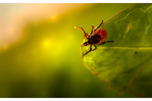Zbliżenie na kleszcza przyczepionego do zielonego liścia, ujęcie makro z widocznymi odnóżami i czerwonobrązowym odwłokiem, na tle rozmytej zieleni