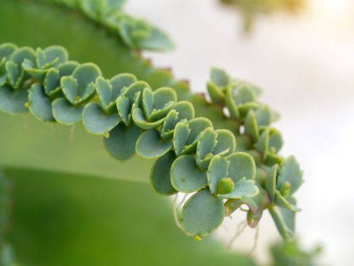 Żyworódka (kalanchoe) : zastosowanie, właściwości