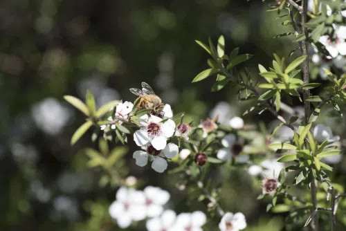 Liście manuka : właściwości, zastosowanie w kosmetyce