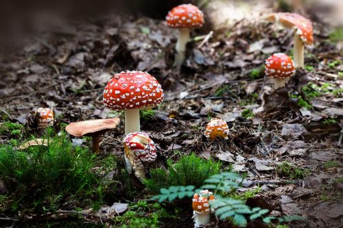 Zatrucie Grzybami: Pierwsze Objawy i Niezbędna Pomoc