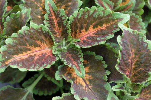 Forskolin (pokrzywa indyjska) : właściwości, dawkowanie