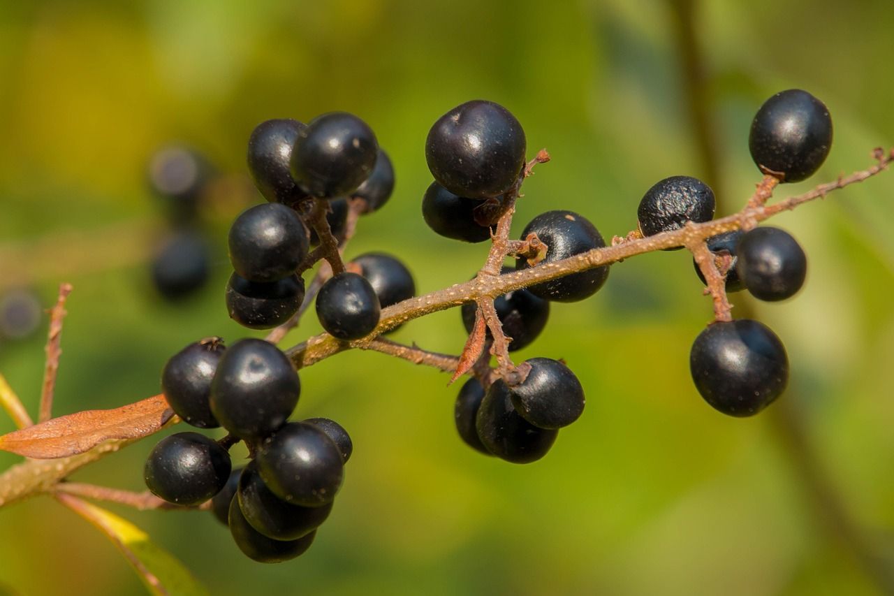 Wilcza Jagoda (Atropa belladonna): Właściwości, Zastosowania, Toksyczność i Bezpieczeństwo title